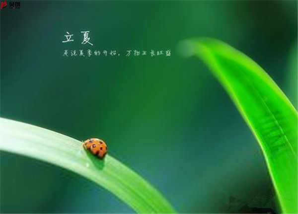 轉載網(wǎng)上圖片——立夏