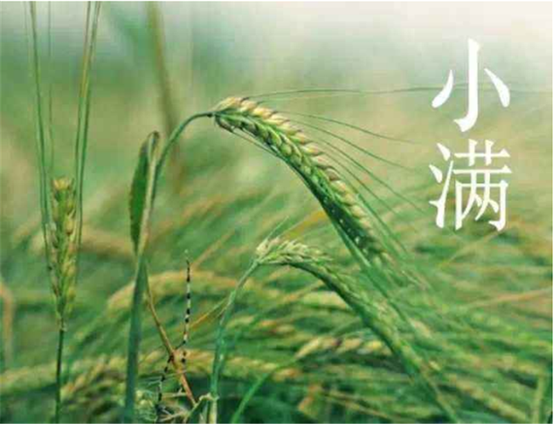 二十四節(jié)氣——小滿